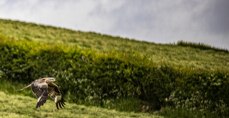 Red Kites, Buzzards and Leucistic Red Kites, Red Kite Retreat, Castlewellan, County Down, Slieve Croob and Mourne Area of outstanding Natural Beauty