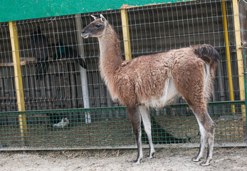 Cute alpaca (lama, llama) in animal farm. Beautiful alpaca or llama in paddock cade. Animal...
