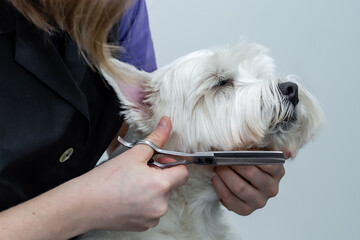 a groomer gives a haircut to a West Highland White Terrier dog with scissors