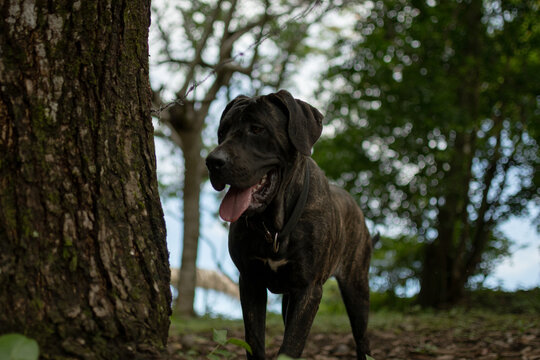 Cane Corso