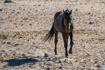 desert horses of garub in the namib desert in namibia