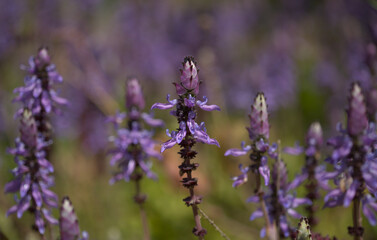Blue flowers of Coleus comosus, scaredy cat plant, natural macro floral background
