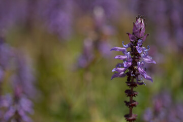 Blue flowers of Coleus comosus, scaredy cat plant, natural macro floral background