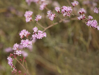 Flora of Gran Canaria -  Limonium tuberculatum, vulnerable sea lavender species natural macro floral background
