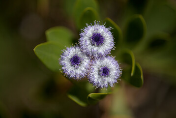 Flora of Gran Canaria -  small pale blue flowers of Globularia ascanii, 
globe daisy endemic to the...