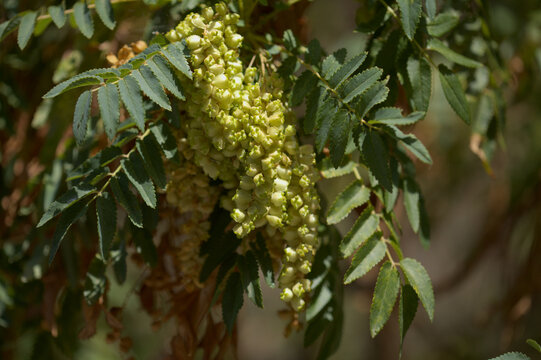 Flora of Gran Canaria -  pinnate leaves of Dendriopoterium pulidoi, plant endemic to the island 
and vulnerable species, natural macro floral background
