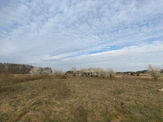 landscape with trees