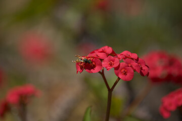 Flowering Euphorbia milii, the crown of thorns, natural macro floral background