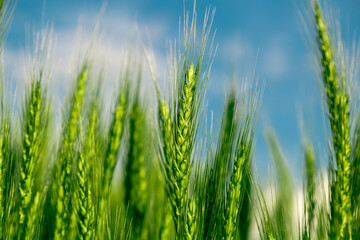 Green wheat field close up image. Agriculture scene