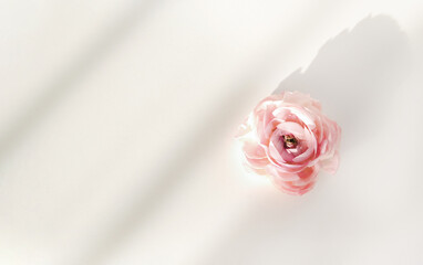 Beautiful spring pink tender flower bud on white light background with shadows and empty copy space for text.