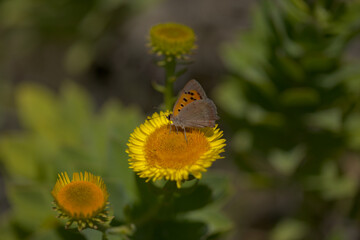 Flora of Tenerife - Vieraea laevigata, the only species in genus Vieraea, endemic to the island  natural macro floral background
