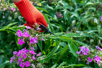gardener in red gloves makes pruning with pruning shears faded phlox flowers