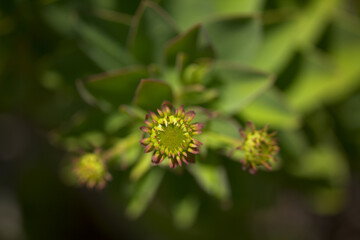 Flora of Tenerife - Vieraea laevigata, the only species in genus Vieraea, endemic to the island  natural macro floral background
