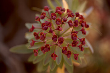 flora of Tenerife - spurge Euphorbia atropurpurea, endemic to Tenerife, natural macro floral...