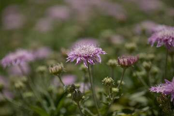 Flora of Gran Canaria - Pterocephalus dumetorus, mountain scabious endemic to the central Canary Islands, natural macro floral background
