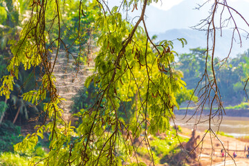 Branches with spider web landscape Mekong river Luang Prabang Laos.