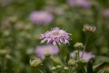 Flora of Gran Canaria - Pterocephalus dumetorus, mountain scabious endemic to the central Canary Islands, natural macro floral background

