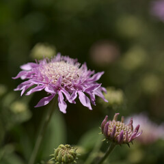 Flora of Gran Canaria - Pterocephalus dumetorus, mountain scabious endemic to the central Canary Islands, natural macro floral background
