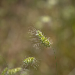 Flora of Gran Canaria - Cynosurus echinatus, bristly dogstail grass natural macro floral background

