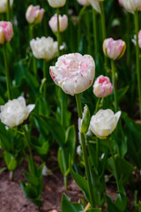 Tulipa Danceline in spring garden