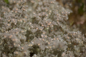 Flora of Gran Canaria - Polycarpaea plant with small white-pink flowers