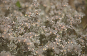 Flora of Gran Canaria - Polycarpaea plant with small white-pink flowers