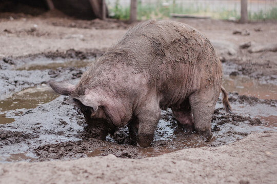 Bauernhof mit Wildschweinen Hausschweinen suhle, Gehege Sauen und Eber