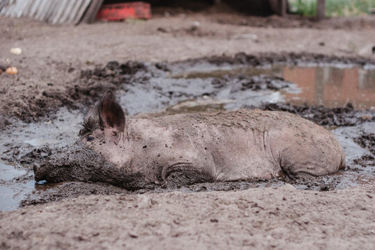 Bauernhof mit Wildschweinen Hausschweinen suhle, Gehege Sauen und Eber