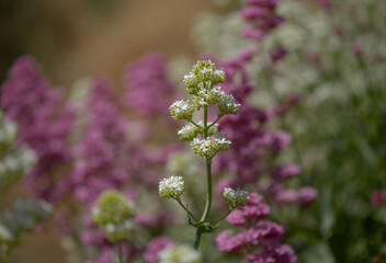 Flora of Gran Canaria -  Centranthus ruber, red valerian, invasive in Canaries natural macro floral background

