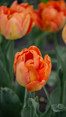 a bright tulip. spring flower. floral background for the screensaver