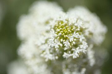 Flora of Gran Canaria -  Centranthus ruber, red valerian, invasive in Canaries natural macro floral background
