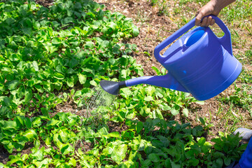 The farmer waters the beds with vegetables from a watering can. Care and cultivation of plants in the garden