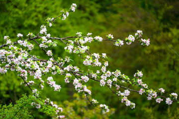 German nature in spring, photographed in the Bavarian Forest