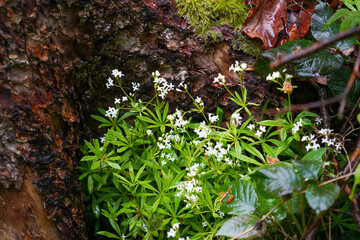 German nature in spring, photographed in the Bavarian Forest