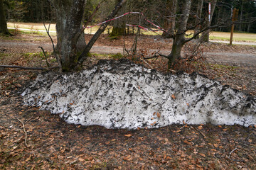 German nature in spring, photographed in the Bavarian Forest