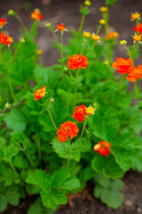 Geum Queen of Orange growing in garden