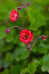 Geum Flames of Passion growing in spring
