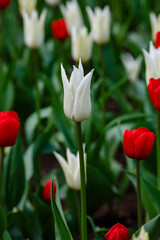 Tulip White Triumphator in spring garden - obrazy, fototapety, plakaty
