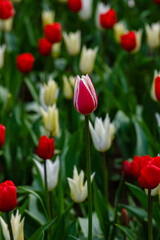  White and red tulip in spring garden