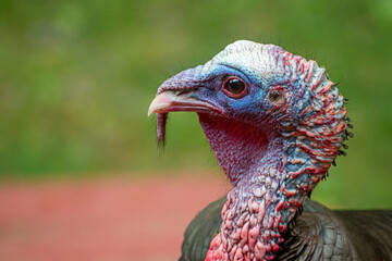 Close up of male turkey