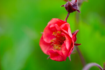 Geum Flames of Passion growing in spring - 508122098
