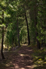 Fototapeta na wymiar Path through a pine forest
