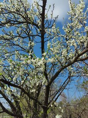 Blossoming plum tree