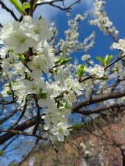 Blossoming plum tree
