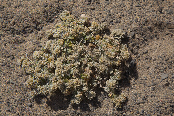 Flora of Gran Canaria - Polycarpaea nivea plant native to Canary Islands