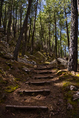 Path with stairs in the middle of a pine forest (Pinares de Rodeno)