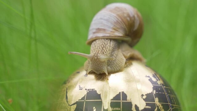 In the grass there is a globe on which the snail moves. Close up