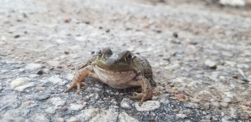 Green Frog on the Road