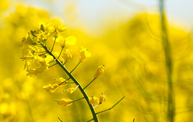 Obraz premium yellow mustard plants on a field