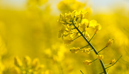 yellow mustard plants on a field